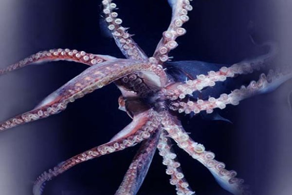 Kraken darknet sliv php