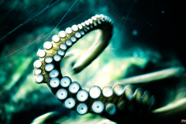 Kraken смылка