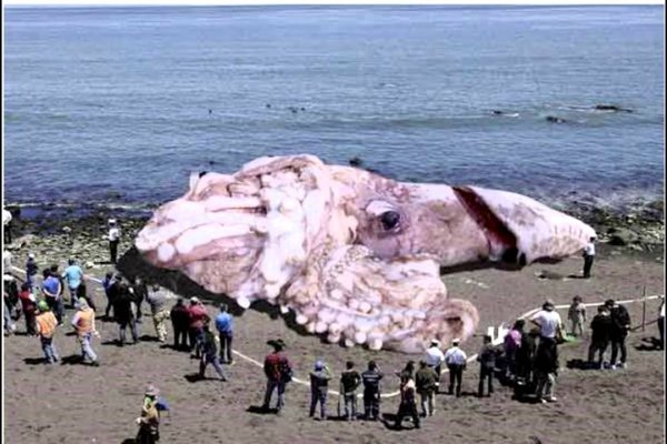 Kraken 22 аt